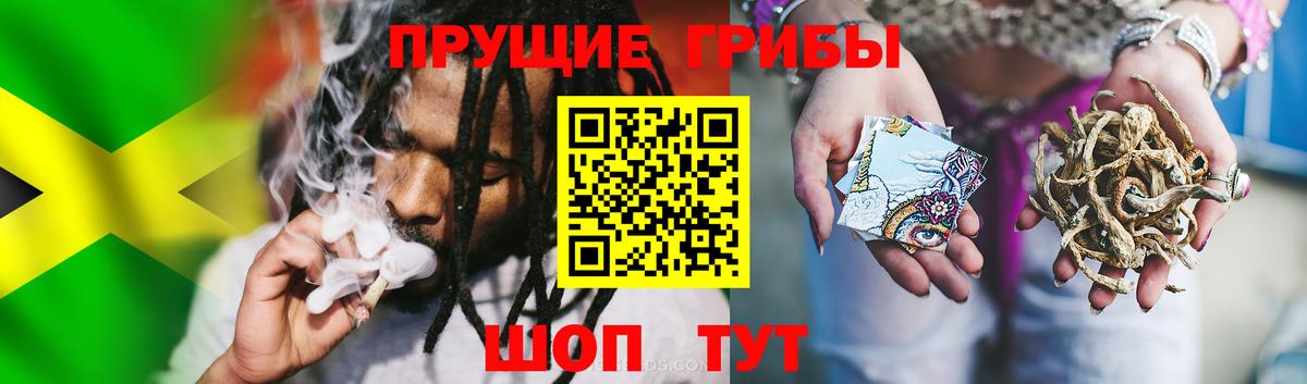 Коряжма  Псилоцибиновые грибы Psilocybine cubensis  Вход с VPN 